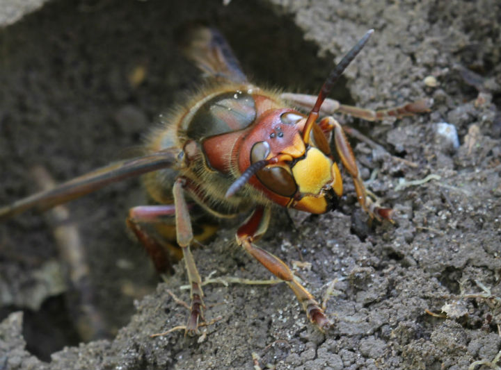 European Hornet